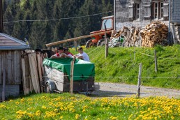 Alp, Alpaufzug, Alpen, Alpfahrt, Alps, Appenzell, Appenzell Ausserrohden, Appenzellerland, Brauchtum und Anlässe, Frühling, Jahreszeiten, Kühe, Landschaft und Natur, Mai, Natur, Orte, Ostschweiz, Schweiz, Sennen, Spring, Suisse, Switzerland, Tier, Tracht, spring, tradition