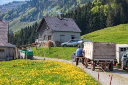 Alp, Alpaufzug, Alpen, Alpfahrt, Alps, Appenzell, Appenzell Ausserrohden, Appenzellerland, Brauchtum und Anlässe, Frühling, Jahreszeiten, Kühe, Landschaft und Natur, Mai, Natur, Orte, Ostschweiz, Schweiz, Sennen, Spring, Suisse, Switzerland, Tier, Tracht, spring, tradition