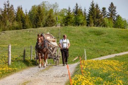Alp, Alpaufzug, Alpen, Alpfahrt, Alps, Appenzell, Appenzell Ausserrohden, Appenzellerland, Brauchtum und Anlässe, Frühling, Jahreszeiten, Kühe, Landschaft und Natur, Mai, Natur, Orte, Ostschweiz, Schweiz, Sennen, Spring, Suisse, Switzerland, Tier, Tracht, spring, tradition