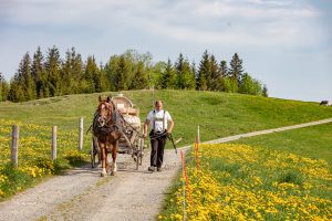 Alp, Alpaufzug, Alpen, Alpfahrt, Alps, Appenzell, Appenzell Ausserrohden, Appenzellerland, Brauchtum und Anlässe, Frühling, Jahreszeiten, Kühe, Landschaft und Natur, Mai, Natur, Orte, Ostschweiz, Schweiz, Sennen, Spring, Suisse, Switzerland, Tier, Tracht, spring, tradition