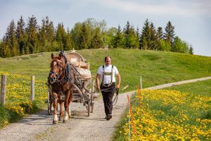 Alp, Alpaufzug, Alpen, Alpfahrt, Alps, Appenzell, Appenzell Ausserrohden, Appenzellerland, Brauchtum und Anlässe, Frühling, Jahreszeiten, Kühe, Landschaft und Natur, Mai, Natur, Orte, Ostschweiz, Schweiz, Sennen, Spring, Suisse, Switzerland, Tier, Tracht, spring, tradition