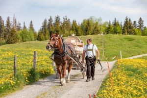 Alp, Alpaufzug, Alpen, Alpfahrt, Alps, Appenzell, Appenzell Ausserrohden, Appenzellerland, Brauchtum und Anlässe, Frühling, Jahreszeiten, Kühe, Landschaft und Natur, Mai, Natur, Orte, Ostschweiz, Schweiz, Sennen, Spring, Suisse, Switzerland, Tier, Tracht, spring, tradition