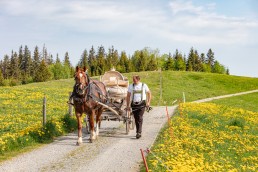 Alp, Alpaufzug, Alpen, Alpfahrt, Alps, Appenzell, Appenzell Ausserrohden, Appenzellerland, Brauchtum und Anlässe, Frühling, Jahreszeiten, Kühe, Landschaft und Natur, Mai, Natur, Orte, Ostschweiz, Schweiz, Sennen, Spring, Suisse, Switzerland, Tier, Tracht, spring, tradition
