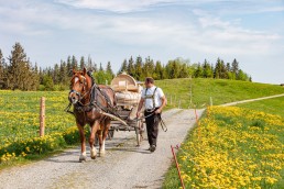 Alp, Alpaufzug, Alpen, Alpfahrt, Alps, Appenzell, Appenzell Ausserrohden, Appenzellerland, Brauchtum und Anlässe, Frühling, Jahreszeiten, Kühe, Landschaft und Natur, Mai, Natur, Orte, Ostschweiz, Schweiz, Sennen, Spring, Suisse, Switzerland, Tier, Tracht, spring, tradition