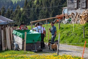 Alp, Alpaufzug, Alpen, Alpfahrt, Alps, Appenzell, Appenzell Ausserrohden, Appenzellerland, Brauchtum und Anlässe, Frühling, Jahreszeiten, Kühe, Landschaft und Natur, Mai, Natur, Orte, Ostschweiz, Schweiz, Sennen, Spring, Suisse, Switzerland, Tier, Tracht, spring, tradition