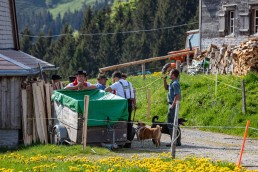 Alp, Alpaufzug, Alpen, Alpfahrt, Alps, Appenzell, Appenzell Ausserrohden, Appenzellerland, Brauchtum und Anlässe, Frühling, Jahreszeiten, Kühe, Landschaft und Natur, Mai, Natur, Orte, Ostschweiz, Schweiz, Sennen, Spring, Suisse, Switzerland, Tier, Tracht, spring, tradition