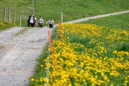 Alp, Alpaufzug, Alpen, Alpfahrt, Alps, Appenzell, Appenzell Ausserrohden, Appenzellerland, Brauchtum und Anlässe, Frühling, Jahreszeiten, Kühe, Landschaft und Natur, Mai, Natur, Orte, Ostschweiz, Schweiz, Sennen, Spring, Suisse, Switzerland, Tier, Tracht, spring, tradition