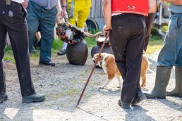 Alp, Alpaufzug, Alpen, Alpfahrt, Alps, Appenzell, Appenzell Ausserrohden, Appenzellerland, Brauchtum und Anlässe, Frühling, Jahreszeiten, Kühe, Landschaft und Natur, Mai, Natur, Orte, Ostschweiz, Schweiz, Sennen, Spring, Suisse, Switzerland, Tier, Tracht, spring, tradition