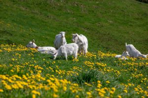 Alp, Alpaufzug, Alpen, Alpfahrt, Alps, Appenzell, Appenzell Ausserrohden, Appenzellerland, Brauchtum und Anlässe, Frühling, Jahreszeiten, Kühe, Landschaft und Natur, Mai, Natur, Orte, Ostschweiz, Schweiz, Sennen, Spring, Suisse, Switzerland, Tier, Tracht, spring, tradition