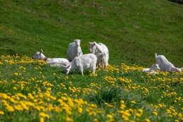 Alp, Alpaufzug, Alpen, Alpfahrt, Alps, Appenzell, Appenzell Ausserrohden, Appenzellerland, Brauchtum und Anlässe, Frühling, Jahreszeiten, Kühe, Landschaft und Natur, Mai, Natur, Orte, Ostschweiz, Schweiz, Sennen, Spring, Suisse, Switzerland, Tier, Tracht, spring, tradition