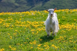 Alp, Alpaufzug, Alpen, Alpfahrt, Alps, Appenzell, Appenzell Ausserrohden, Appenzellerland, Brauchtum und Anlässe, Frühling, Jahreszeiten, Kühe, Landschaft und Natur, Mai, Natur, Orte, Ostschweiz, Schweiz, Sennen, Spring, Suisse, Switzerland, Tier, Tracht, spring, tradition