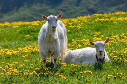 Alp, Alpaufzug, Alpen, Alpfahrt, Alps, Appenzell, Appenzell Ausserrohden, Appenzellerland, Brauchtum und Anlässe, Frühling, Jahreszeiten, Kühe, Landschaft und Natur, Mai, Natur, Orte, Ostschweiz, Schweiz, Sennen, Spring, Suisse, Switzerland, Tier, Tracht, spring, tradition