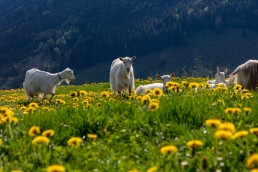 Alp, Alpaufzug, Alpen, Alpfahrt, Alps, Appenzell, Appenzell Ausserrohden, Appenzellerland, Brauchtum und Anlässe, Frühling, Jahreszeiten, Kühe, Landschaft und Natur, Mai, Natur, Orte, Ostschweiz, Schweiz, Sennen, Spring, Suisse, Switzerland, Tier, Tracht, spring, tradition