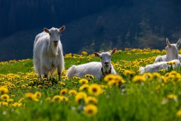 Alp, Alpaufzug, Alpen, Alpfahrt, Alps, Appenzell, Appenzell Ausserrohden, Appenzellerland, Brauchtum und Anlässe, Frühling, Jahreszeiten, Kühe, Landschaft und Natur, Mai, Natur, Orte, Ostschweiz, Schweiz, Sennen, Spring, Suisse, Switzerland, Tier, Tracht, spring, tradition