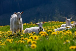 Alp, Alpaufzug, Alpen, Alpfahrt, Alps, Appenzell, Appenzell Ausserrohden, Appenzellerland, Brauchtum und Anlässe, Frühling, Jahreszeiten, Kühe, Landschaft und Natur, Mai, Natur, Orte, Ostschweiz, Schweiz, Sennen, Spring, Suisse, Switzerland, Tier, Tracht, spring, tradition