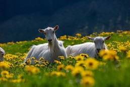Alp, Alpaufzug, Alpen, Alpfahrt, Alps, Appenzell, Appenzell Ausserrohden, Appenzellerland, Brauchtum und Anlässe, Frühling, Jahreszeiten, Kühe, Landschaft und Natur, Mai, Natur, Orte, Ostschweiz, Schweiz, Sennen, Spring, Suisse, Switzerland, Tier, Tracht, spring, tradition