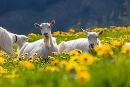 Alp, Alpaufzug, Alpen, Alpfahrt, Alps, Appenzell, Appenzell Ausserrohden, Appenzellerland, Brauchtum und Anlässe, Frühling, Jahreszeiten, Kühe, Landschaft und Natur, Mai, Natur, Orte, Ostschweiz, Schweiz, Sennen, Spring, Suisse, Switzerland, Tier, Tracht, spring, tradition