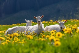 Alp, Alpaufzug, Alpen, Alpfahrt, Alps, Appenzell, Appenzell Ausserrohden, Appenzellerland, Brauchtum und Anlässe, Frühling, Jahreszeiten, Kühe, Landschaft und Natur, Mai, Natur, Orte, Ostschweiz, Schweiz, Sennen, Spring, Suisse, Switzerland, Tier, Tracht, spring, tradition