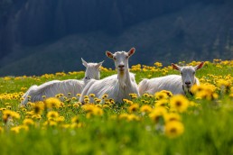 Alp, Alpaufzug, Alpen, Alpfahrt, Alps, Appenzell, Appenzell Ausserrohden, Appenzellerland, Brauchtum und Anlässe, Frühling, Jahreszeiten, Kühe, Landschaft und Natur, Mai, Natur, Orte, Ostschweiz, Schweiz, Sennen, Spring, Suisse, Switzerland, Tier, Tracht, spring, tradition