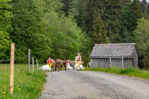 Alp, Alpen, Alpfahrt, Alps, Appenzell, Appenzell Ausserrohden, Appenzellerland, Brauchtum und Anlässe, Kühe, Landschaft und Natur, Orte, Ostschweiz, Schweiz, Sennen, Suisse, Switzerland, Tier, Tracht