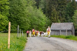 Alp, Alpen, Alpfahrt, Alps, Appenzell, Appenzell Ausserrohden, Appenzellerland, Brauchtum und Anlässe, Kühe, Landschaft und Natur, Orte, Ostschweiz, Schweiz, Sennen, Suisse, Switzerland, Tier, Tracht