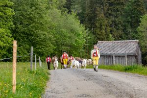 Alp, Alpen, Alpfahrt, Alps, Appenzell, Appenzell Ausserrohden, Appenzellerland, Brauchtum und Anlässe, Kühe, Landschaft und Natur, Orte, Ostschweiz, Schweiz, Sennen, Suisse, Switzerland, Tier, Tracht