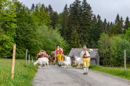 Alp, Alpen, Alpfahrt, Alps, Appenzell, Appenzell Ausserrohden, Appenzellerland, Brauchtum und Anlässe, Kühe, Landschaft und Natur, Orte, Ostschweiz, Schweiz, Sennen, Suisse, Switzerland, Tier, Tracht