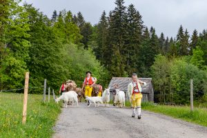 Alp, Alpen, Alpfahrt, Alps, Appenzell, Appenzell Ausserrohden, Appenzellerland, Brauchtum und Anlässe, Kühe, Landschaft und Natur, Orte, Ostschweiz, Schweiz, Sennen, Suisse, Switzerland, Tier, Tracht
