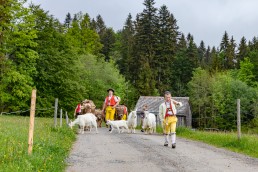 Alp, Alpen, Alpfahrt, Alps, Appenzell, Appenzell Ausserrohden, Appenzellerland, Brauchtum und Anlässe, Kühe, Landschaft und Natur, Orte, Ostschweiz, Schweiz, Sennen, Suisse, Switzerland, Tier, Tracht