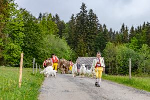 Alp, Alpen, Alpfahrt, Alps, Appenzell, Appenzell Ausserrohden, Appenzellerland, Brauchtum und Anlässe, Kühe, Landschaft und Natur, Orte, Ostschweiz, Schweiz, Sennen, Suisse, Switzerland, Tier, Tracht