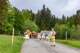 Alp, Alpen, Alpfahrt, Alps, Appenzell, Appenzell Ausserrohden, Appenzellerland, Brauchtum und Anlässe, Kühe, Landschaft und Natur, Orte, Ostschweiz, Schweiz, Sennen, Suisse, Switzerland, Tier, Tracht