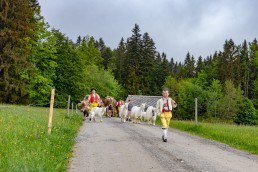 Alp, Alpen, Alpfahrt, Alps, Appenzell, Appenzell Ausserrohden, Appenzellerland, Brauchtum und Anlässe, Kühe, Landschaft und Natur, Orte, Ostschweiz, Schweiz, Sennen, Suisse, Switzerland, Tier, Tracht