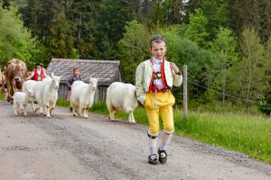 Alp, Alpen, Alpfahrt, Alps, Appenzell, Appenzell Ausserrohden, Appenzellerland, Brauchtum und Anlässe, Kühe, Landschaft und Natur, Orte, Ostschweiz, Schweiz, Sennen, Suisse, Switzerland, Tier, Tracht