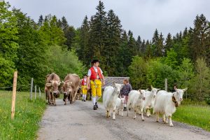 Alp, Alpen, Alpfahrt, Alps, Appenzell, Appenzell Ausserrohden, Appenzellerland, Brauchtum und Anlässe, Kühe, Landschaft und Natur, Orte, Ostschweiz, Schweiz, Sennen, Suisse, Switzerland, Tier, Tracht