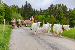 Alp, Alpen, Alpfahrt, Alps, Appenzell, Appenzell Ausserrohden, Appenzellerland, Brauchtum und Anlässe, Kühe, Landschaft und Natur, Orte, Ostschweiz, Schweiz, Sennen, Suisse, Switzerland, Tier, Tracht