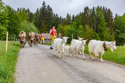 Alp, Alpen, Alpfahrt, Alps, Appenzell, Appenzell Ausserrohden, Appenzellerland, Brauchtum und Anlässe, Kühe, Landschaft und Natur, Orte, Ostschweiz, Schweiz, Sennen, Suisse, Switzerland, Tier, Tracht