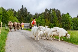 Alp, Alpen, Alpfahrt, Alps, Appenzell, Appenzell Ausserrohden, Appenzellerland, Brauchtum und Anlässe, Kühe, Landschaft und Natur, Orte, Ostschweiz, Schweiz, Sennen, Suisse, Switzerland, Tier, Tracht