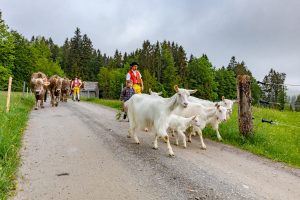 Alp, Alpen, Alpfahrt, Alps, Appenzell, Appenzell Ausserrohden, Appenzellerland, Brauchtum und Anlässe, Kühe, Landschaft und Natur, Orte, Ostschweiz, Schweiz, Sennen, Suisse, Switzerland, Tier, Tracht