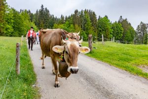 Alp, Alpen, Alpfahrt, Alps, Appenzell, Appenzell Ausserrohden, Appenzellerland, Brauchtum und Anlässe, Kühe, Landschaft und Natur, Orte, Ostschweiz, Schweiz, Sennen, Suisse, Switzerland, Tier, Tracht