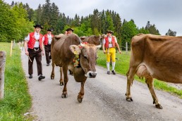 Alp, Alpen, Alpfahrt, Alps, Appenzell, Appenzell Ausserrohden, Appenzellerland, Brauchtum und Anlässe, Kühe, Landschaft und Natur, Orte, Ostschweiz, Schweiz, Sennen, Suisse, Switzerland, Tier, Tracht