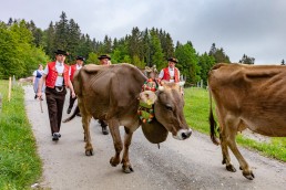Alp, Alpen, Alpfahrt, Alps, Appenzell, Appenzell Ausserrohden, Appenzellerland, Brauchtum und Anlässe, Kühe, Landschaft und Natur, Orte, Ostschweiz, Schweiz, Sennen, Suisse, Switzerland, Tier, Tracht