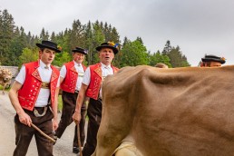 Alp, Alpen, Alpfahrt, Alps, Appenzell, Appenzell Ausserrohden, Appenzellerland, Brauchtum und Anlässe, Kühe, Landschaft und Natur, Orte, Ostschweiz, Schweiz, Sennen, Suisse, Switzerland, Tier, Tracht