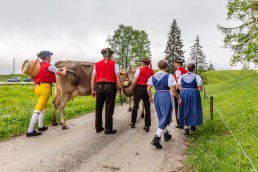 Alp, Alpen, Alpfahrt, Alps, Appenzell, Appenzell Ausserrohden, Appenzellerland, Brauchtum und Anlässe, Kühe, Landschaft und Natur, Orte, Ostschweiz, Schweiz, Sennen, Suisse, Switzerland, Tier, Tracht