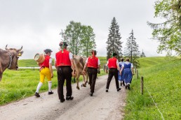 Alp, Alpen, Alpfahrt, Alps, Appenzell, Appenzell Ausserrohden, Appenzellerland, Brauchtum und Anlässe, Kühe, Landschaft und Natur, Orte, Ostschweiz, Schweiz, Sennen, Suisse, Switzerland, Tier, Tracht