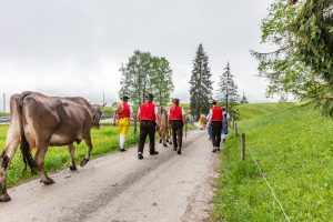 Alp, Alpen, Alpfahrt, Alps, Appenzell, Appenzell Ausserrohden, Appenzellerland, Brauchtum und Anlässe, Kühe, Landschaft und Natur, Orte, Ostschweiz, Schweiz, Sennen, Suisse, Switzerland, Tier, Tracht