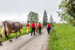 Alp, Alpen, Alpfahrt, Alps, Appenzell, Appenzell Ausserrohden, Appenzellerland, Brauchtum und Anlässe, Kühe, Landschaft und Natur, Orte, Ostschweiz, Schweiz, Sennen, Suisse, Switzerland, Tier, Tracht