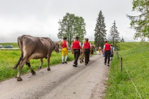 Alp, Alpen, Alpfahrt, Alps, Appenzell, Appenzell Ausserrohden, Appenzellerland, Brauchtum und Anlässe, Kühe, Landschaft und Natur, Orte, Ostschweiz, Schweiz, Sennen, Suisse, Switzerland, Tier, Tracht