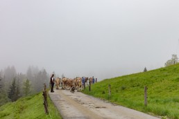 Alp, Alpen, Alpfahrt, Alps, Appenzell, Appenzell Ausserrohden, Appenzellerland, Brauchtum und Anlässe, Kühe, Landschaft und Natur, Orte, Ostschweiz, Schweiz, Sennen, Suisse, Switzerland, Tier, Tracht