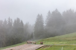 Alp, Alpen, Alpfahrt, Alps, Appenzell, Appenzell Ausserrohden, Appenzellerland, Brauchtum und Anlässe, Kühe, Landschaft und Natur, Orte, Ostschweiz, Schweiz, Sennen, Suisse, Switzerland, Tier, Tracht