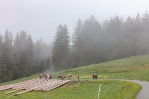 Alp, Alpen, Alpfahrt, Alps, Appenzell, Appenzell Ausserrohden, Appenzellerland, Brauchtum und Anlässe, Kühe, Landschaft und Natur, Orte, Ostschweiz, Schweiz, Sennen, Suisse, Switzerland, Tier, Tracht